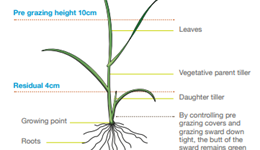 Managing new reseeds